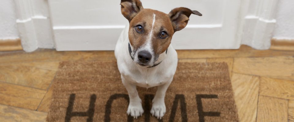 dog on mat